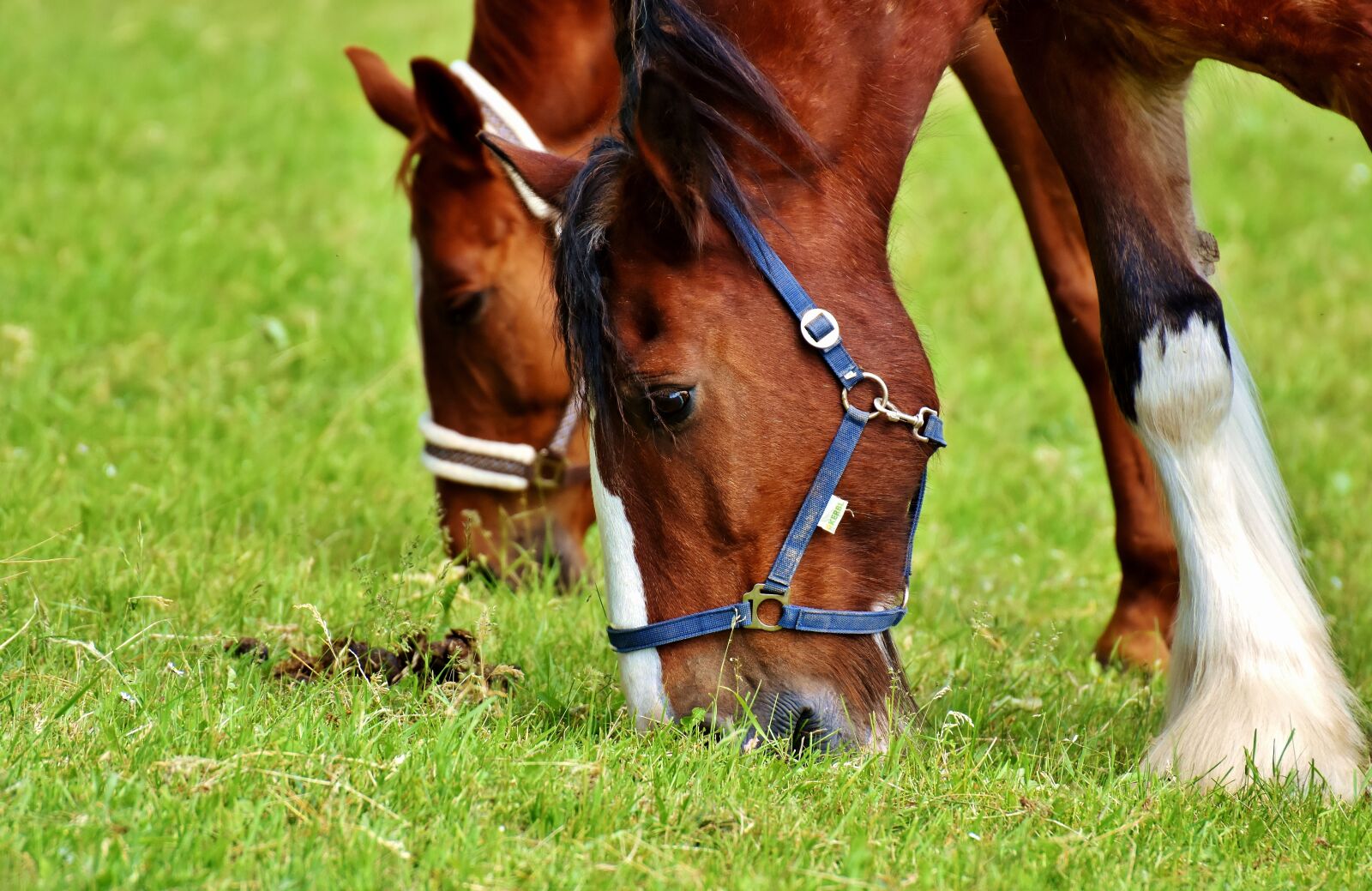 Nikon D7200 sample photo. Horses, coupling, for two photography