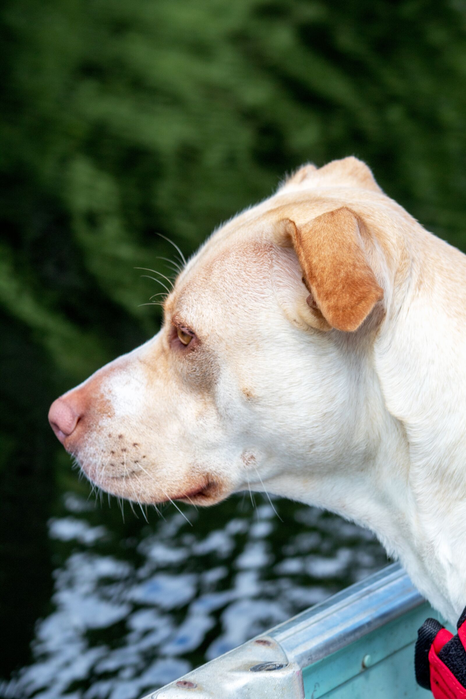 Canon EOS 1300D (EOS Rebel T6 / EOS Kiss X80) sample photo. Dog, pitbull, animal photography