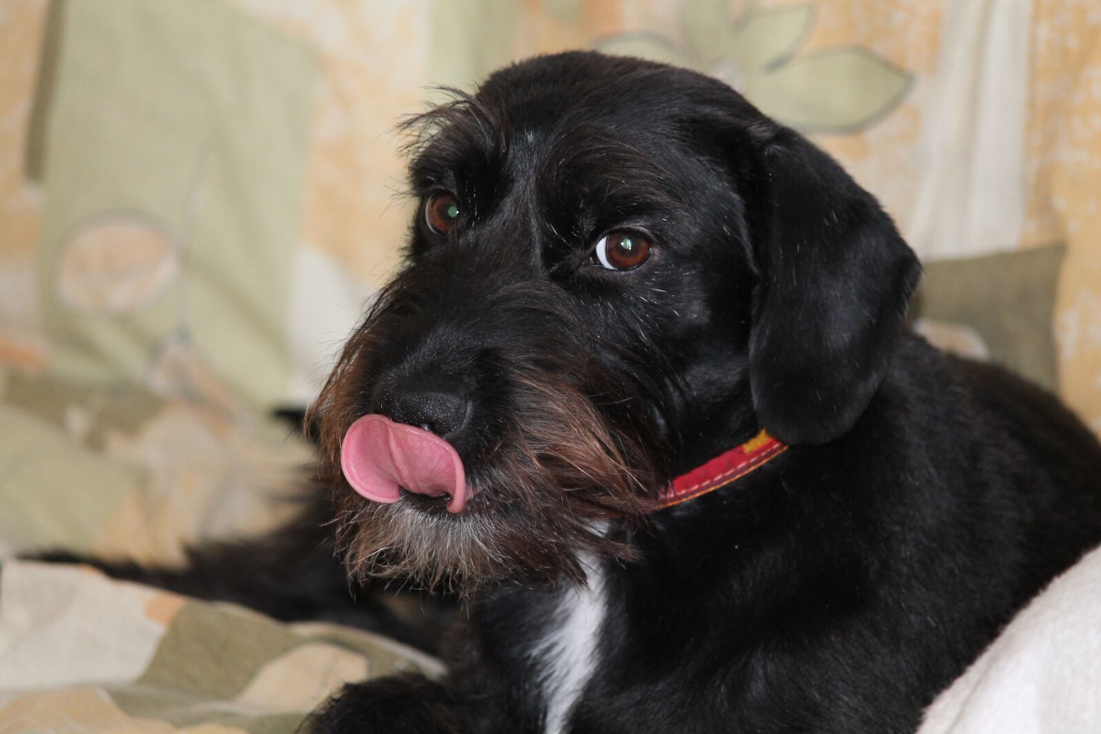 Canon EF-S 55-250mm F4-5.6 IS II sample photo. Dog, mestizo, young photography