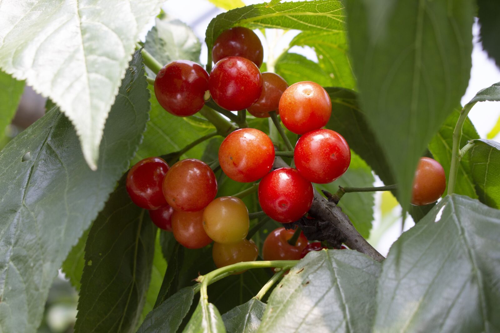 Canon EOS 700D (EOS Rebel T5i / EOS Kiss X7i) sample photo. Cherry, cherry on branch photography