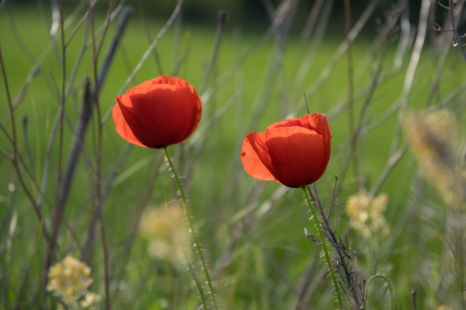Nikon D5300 sample photo. Poppy, field, spring photography