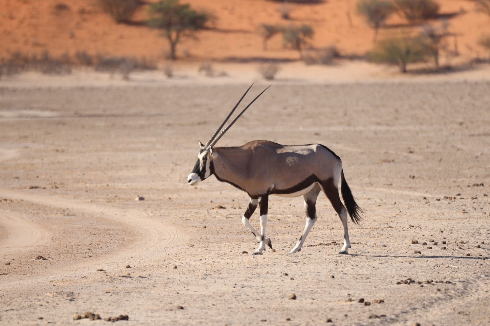 Canon EF 100-400mm F4.5-5.6L IS USM sample photo. Oryx, antelope, antler photography