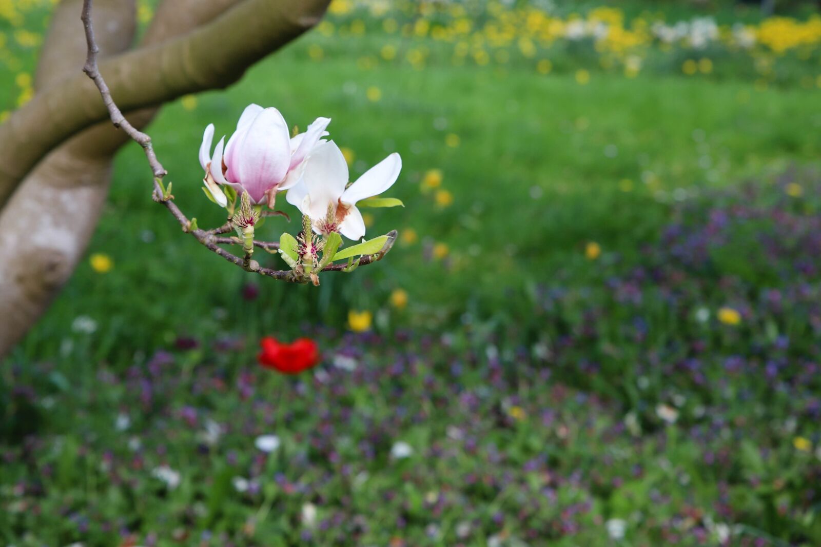 Canon EOS 6D Mark II sample photo. Nature, plant, outdoor photography