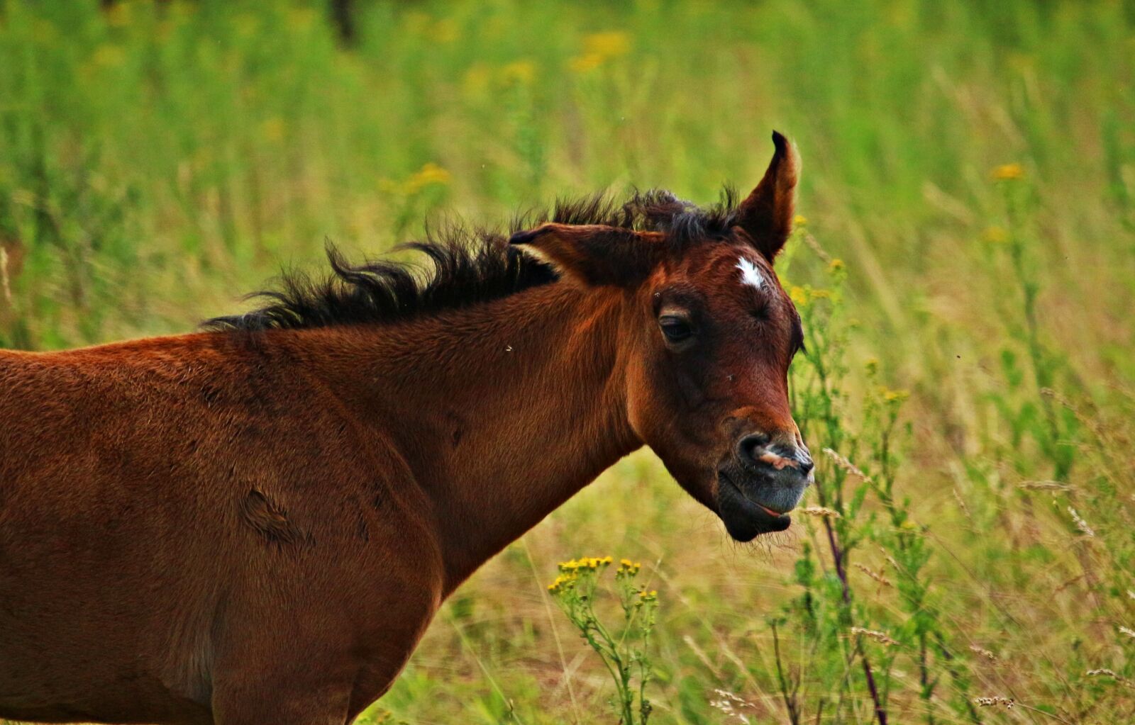 Canon EOS 100D (EOS Rebel SL1 / EOS Kiss X7) sample photo. Horse, foal, thoroughbred arabian photography