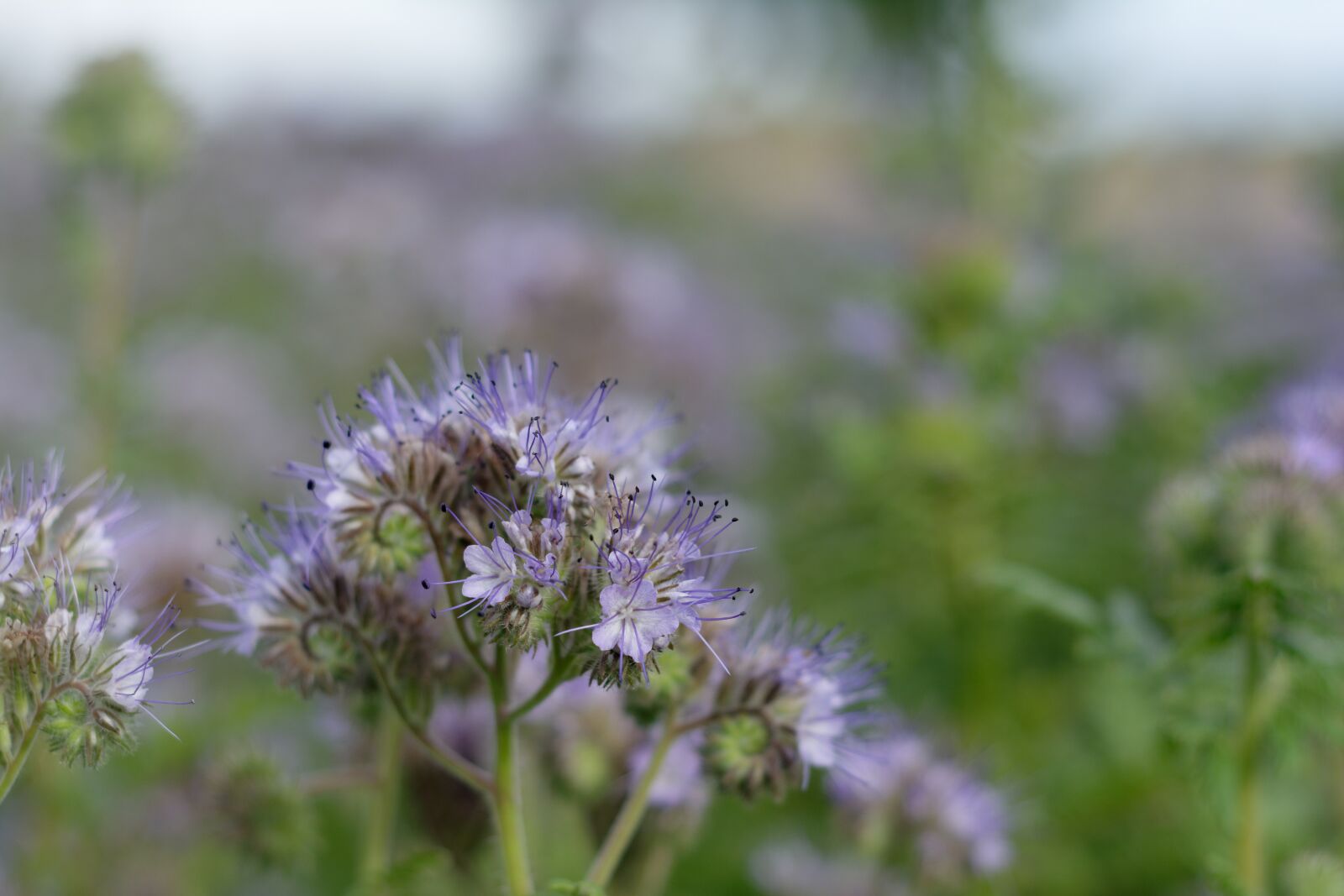 Nikon D5200 sample photo. Tansy phacelia, facelia, blue photography