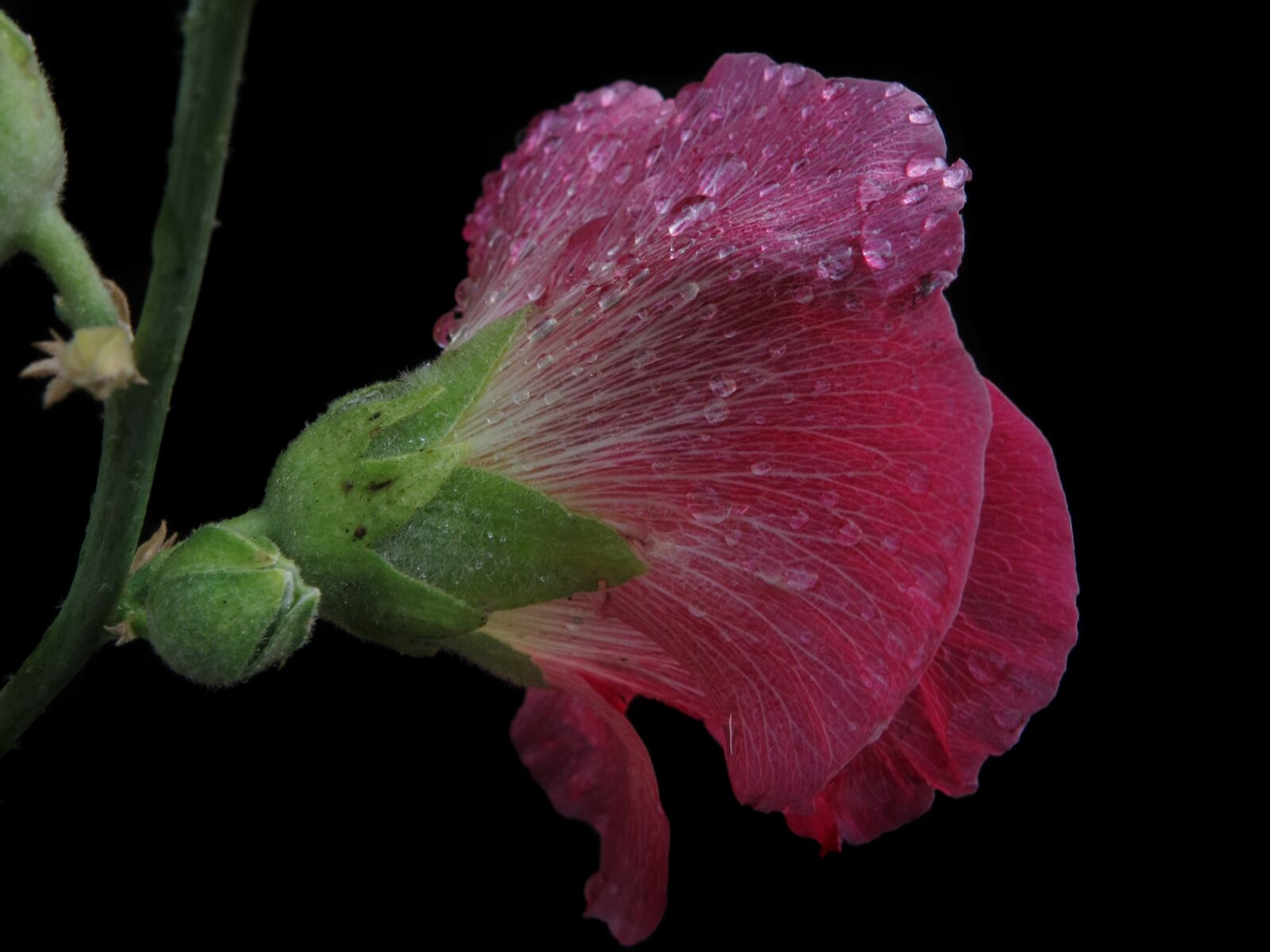 Canon PowerShot G15 sample photo. Stock rose, pink, flower photography