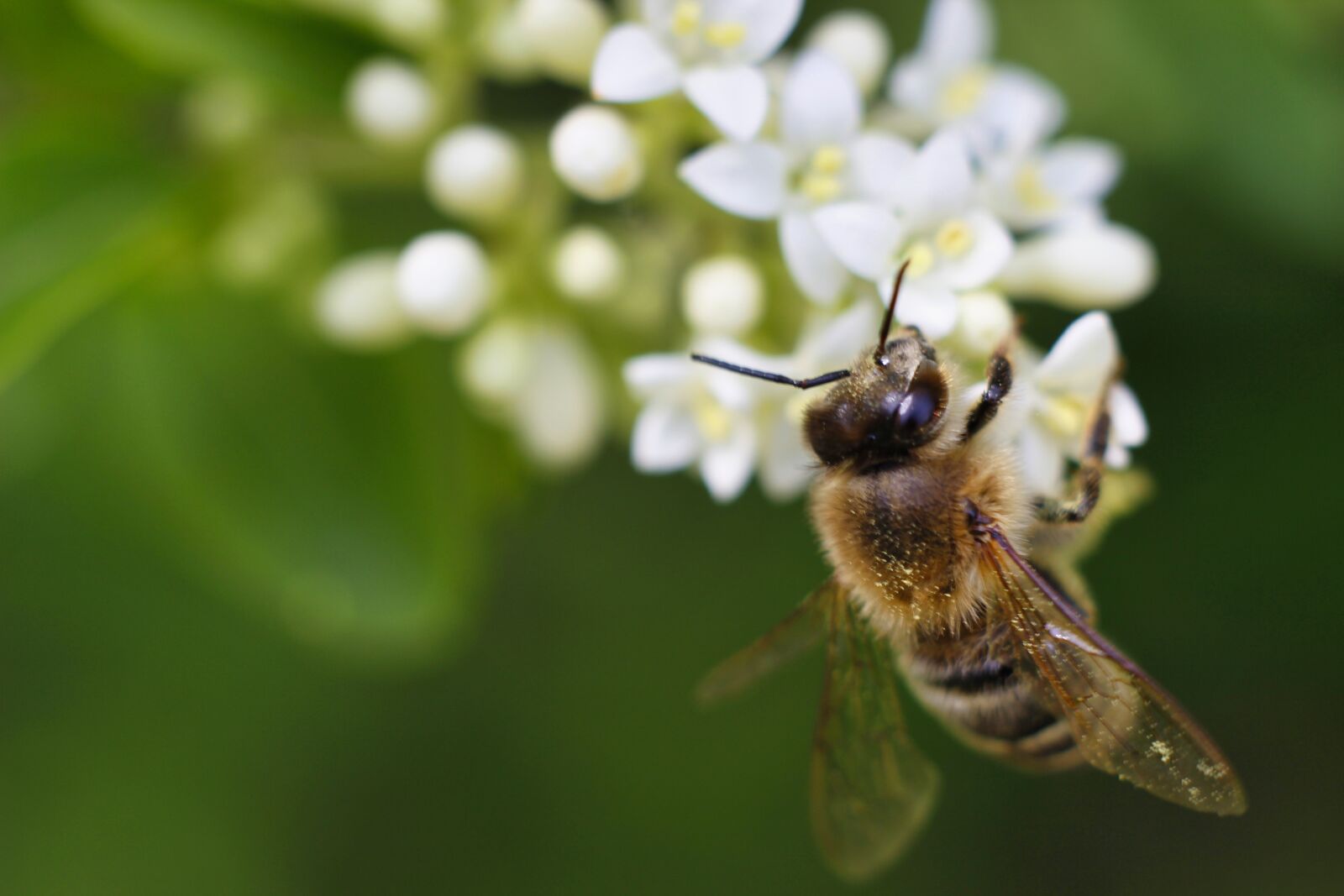 Canon EOS 600D (Rebel EOS T3i / EOS Kiss X5) sample photo. Bee, macro, insect photography