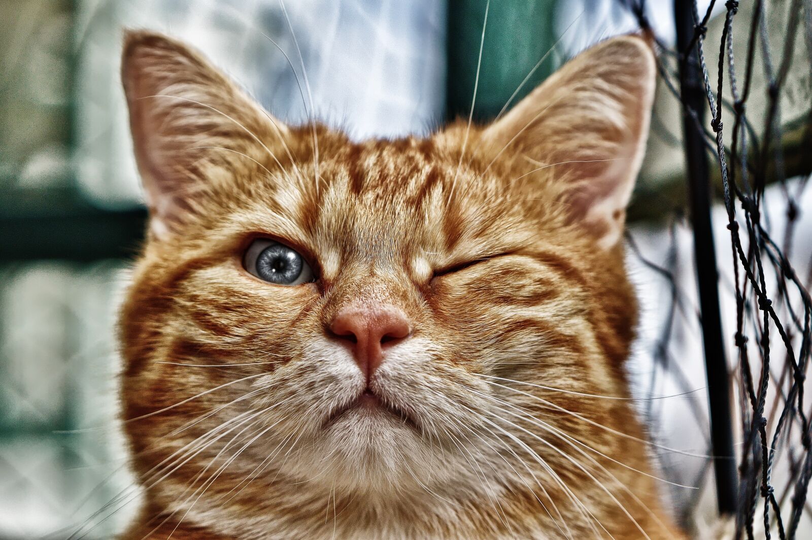 Nikon D3200 sample photo. Wink, funny, cat photography
