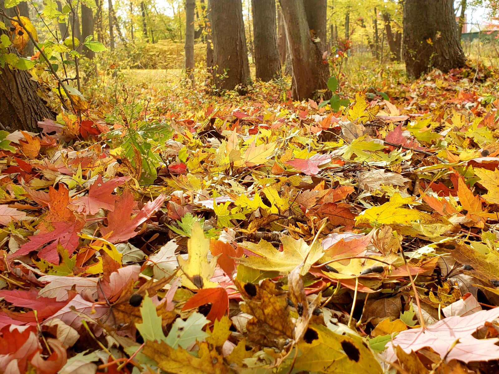 Samsung SM-G960U sample photo. Nature, fall, leaves photography