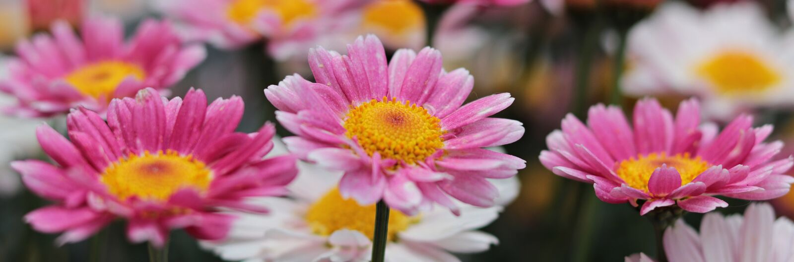 Canon EOS 80D + Canon EF 50mm F1.8 STM sample photo. Nature, plant, flowers photography