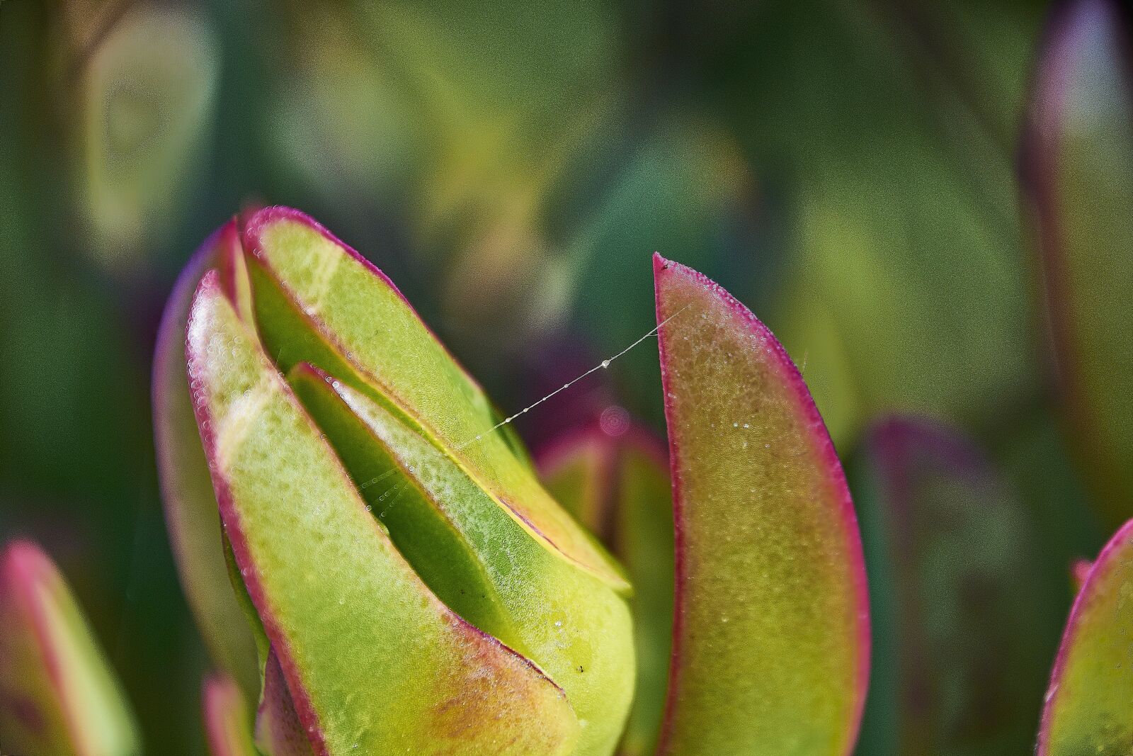 Nikon D7200 sample photo. Flower, nature, flora photography