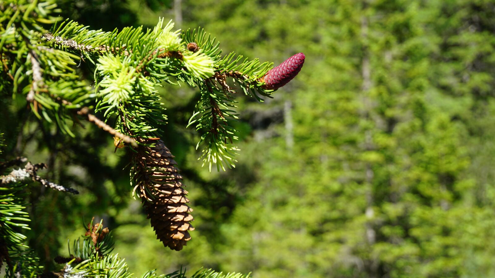 Sony a6000 sample photo. Pine cones, fir tree photography