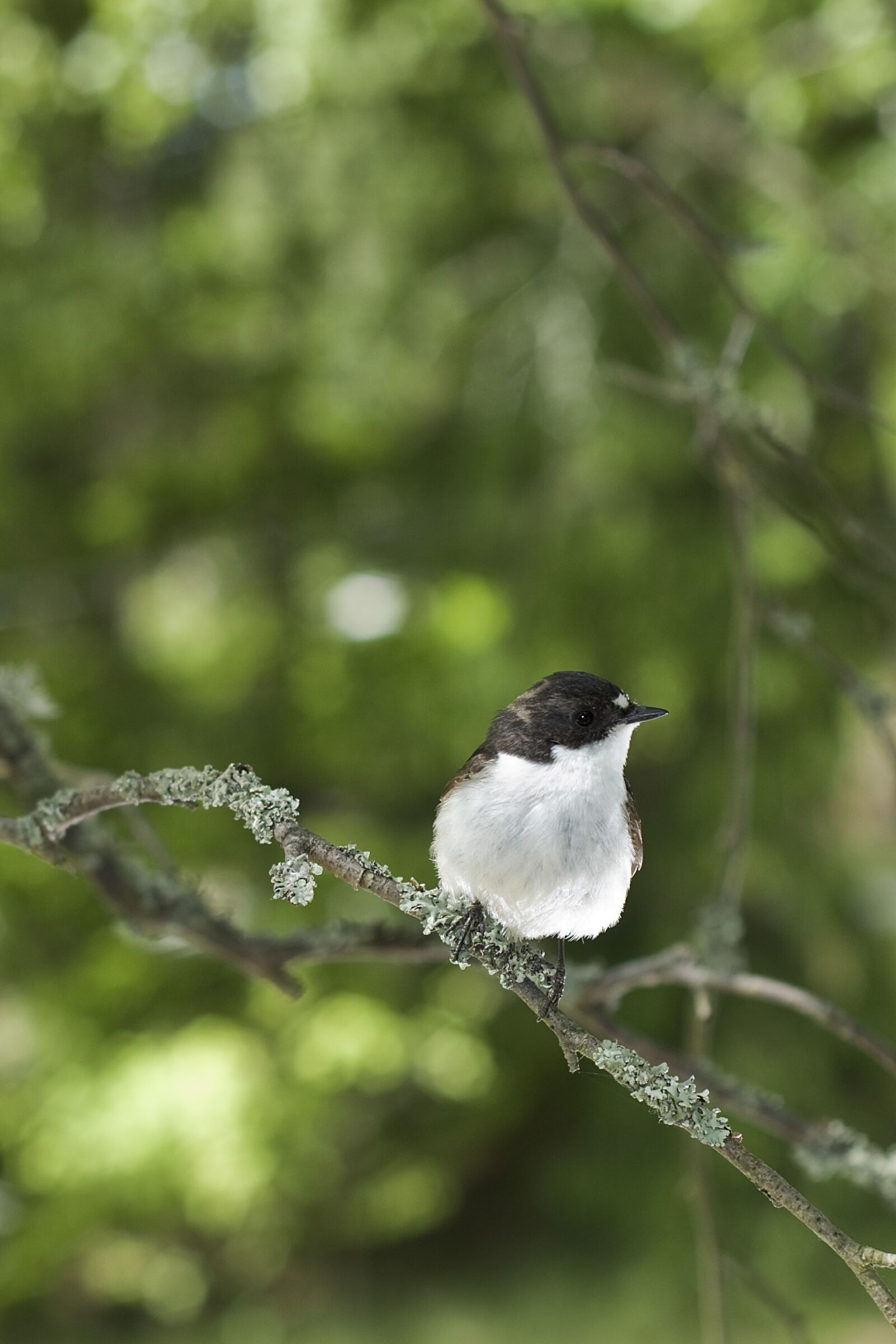 Nikon D90 sample photo. Flycatcher, male, bird photography