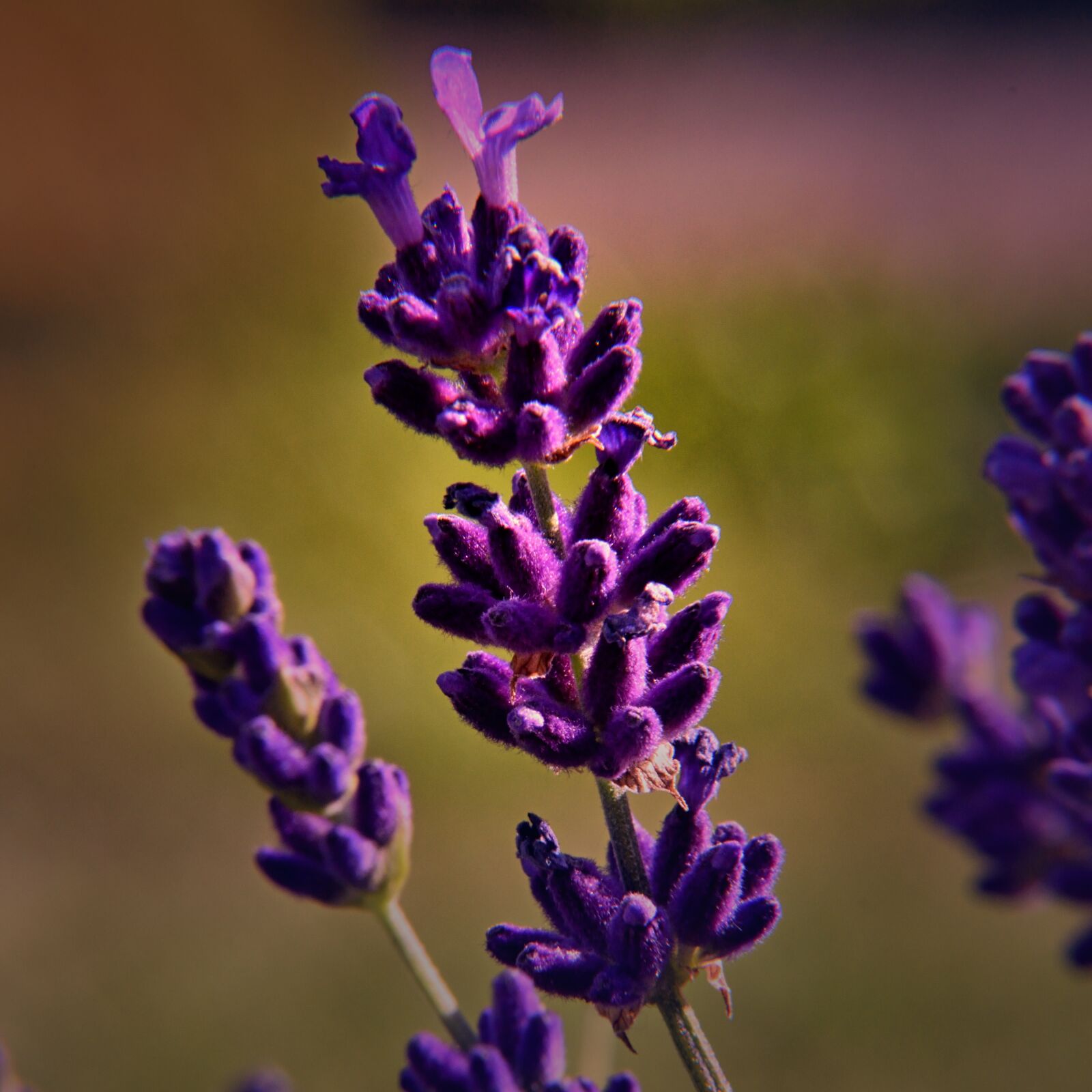 Nikon D5500 sample photo. Lavender, nature, lavender flowers photography