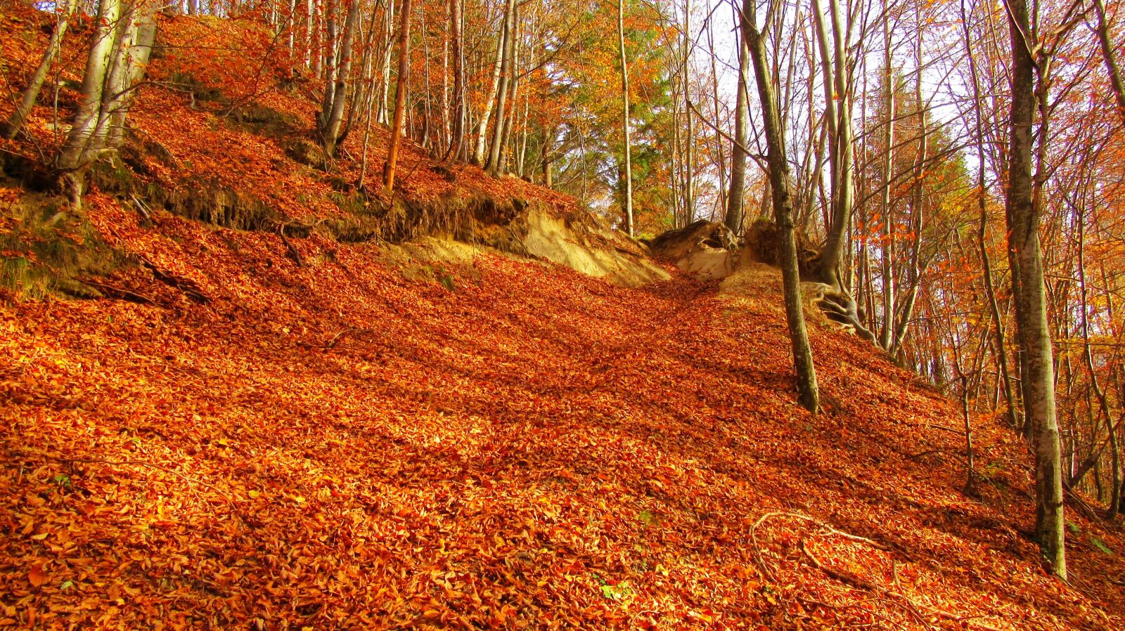 Canon PowerShot SX610 HS sample photo. Red leaf cover the photography