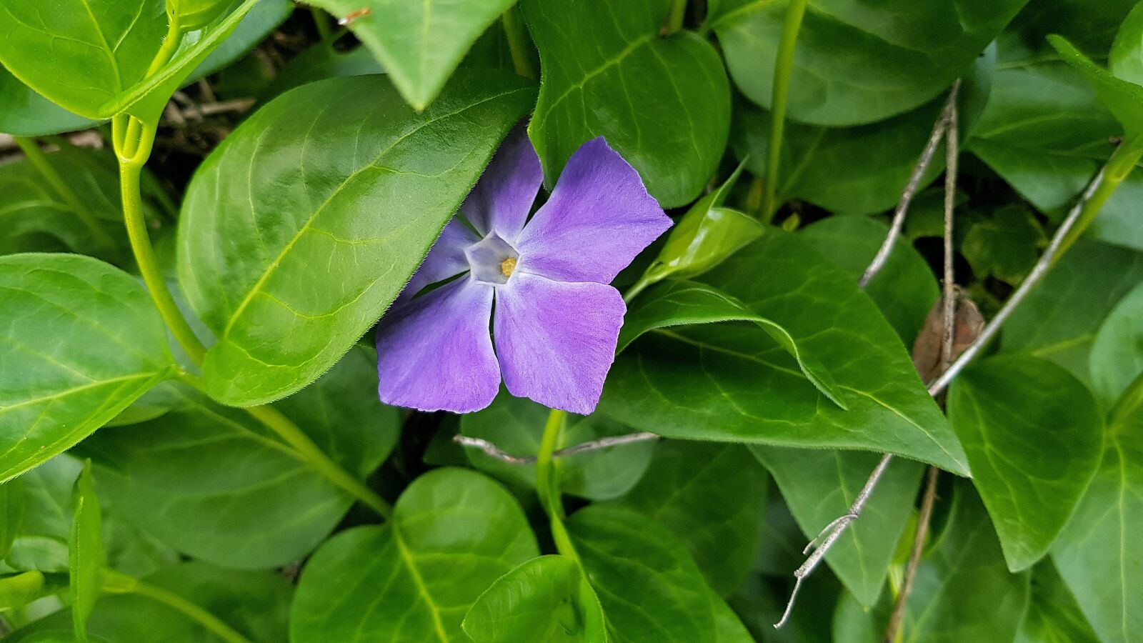 Samsung Galaxy S8 sample photo. Leaf, nature, plant photography