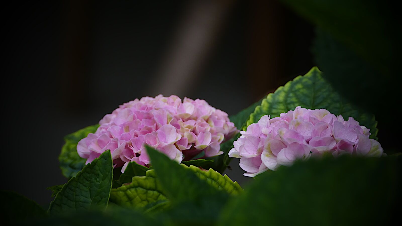 Panasonic Lumix DMC-FZ1000 sample photo. Hydrangea, flowers, flower photography