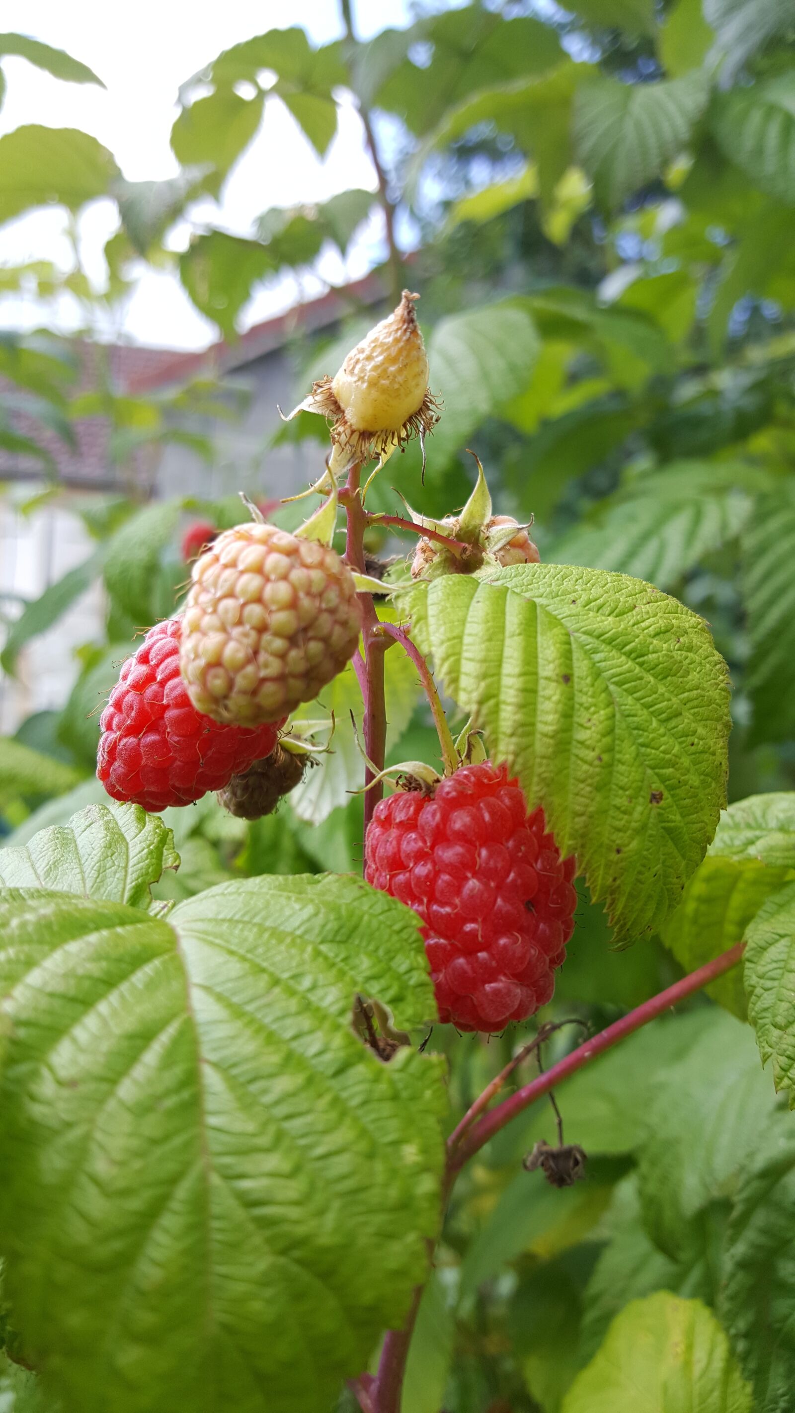 Samsung Galaxy S6 sample photo. Fruit, food, leaf photography