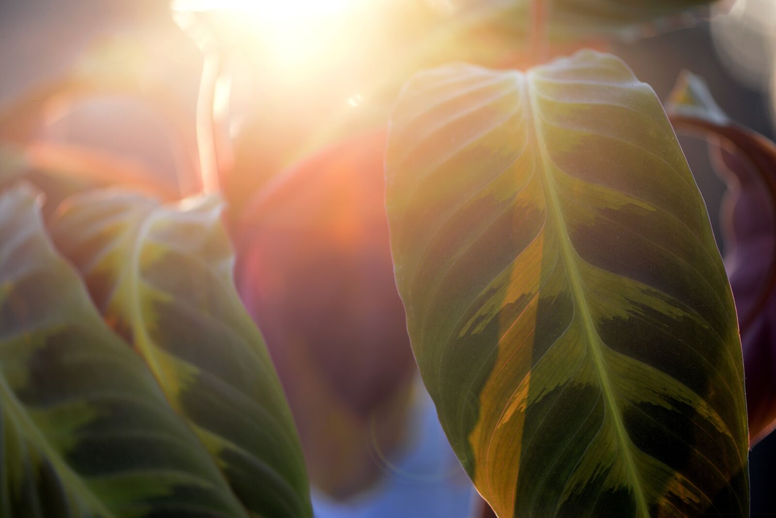 Nikon D800 sample photo. Calathea, basket marante, tropical photography