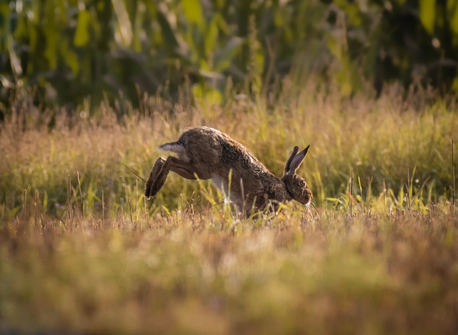 Nikon D5500 sample photo. Hare, wild rabbit, animal photography