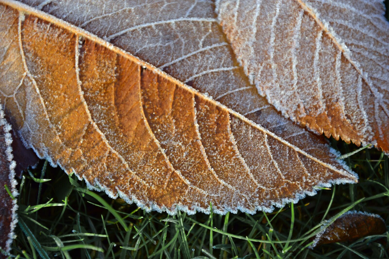 Nikon D3200 sample photo. Hoarfrost, frost, ice photography