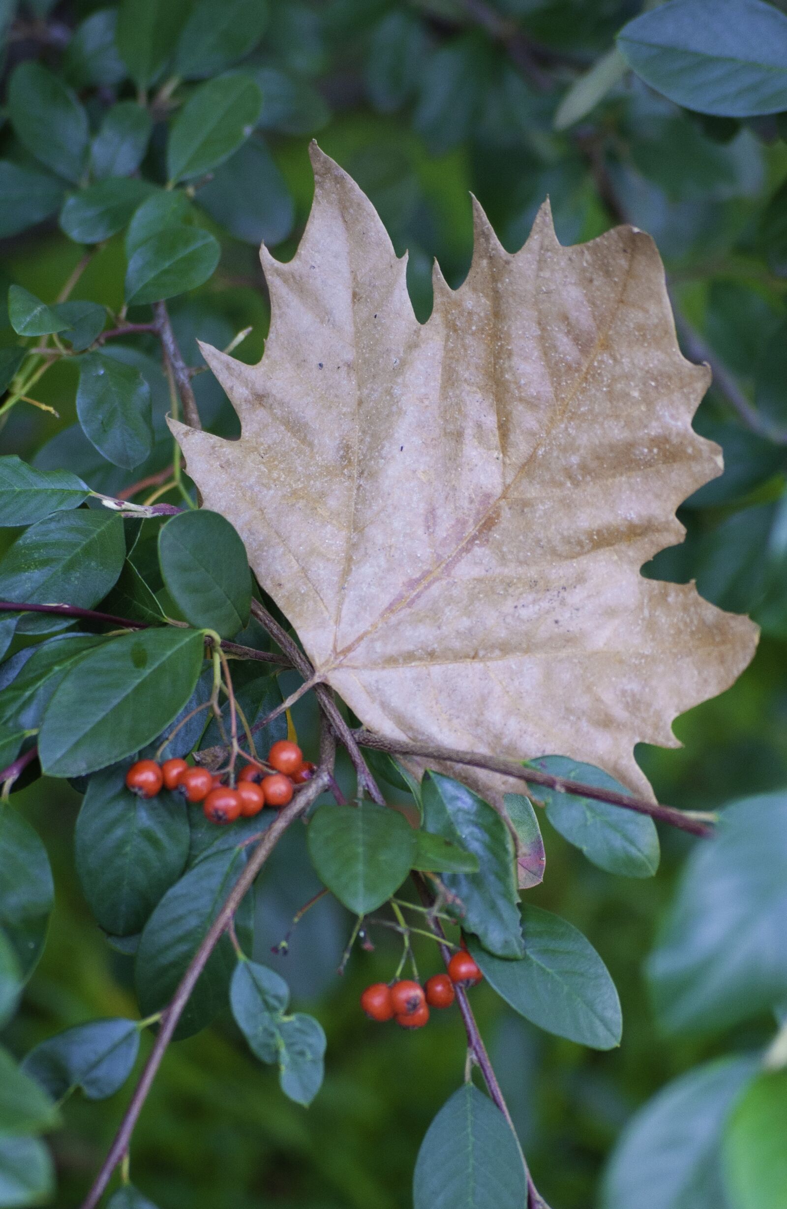 Nikon D5000 sample photo. Autumn, leaf, red berries photography