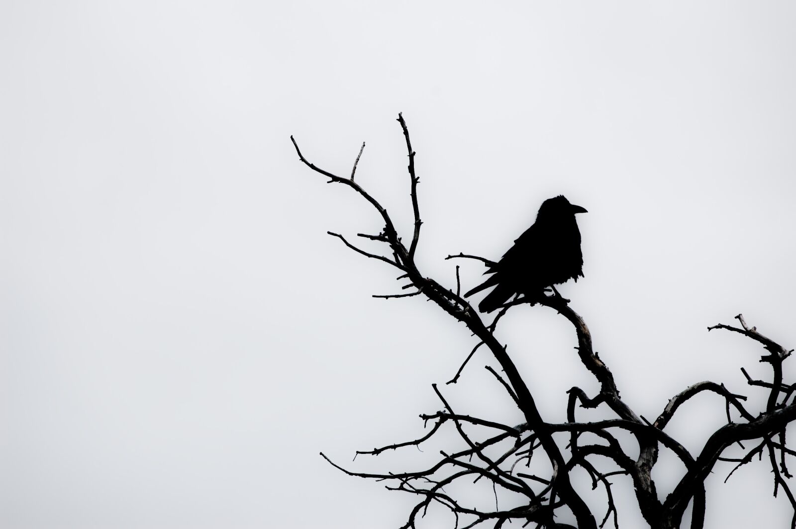 Nikon D40 sample photo. Raven, tree, winter photography