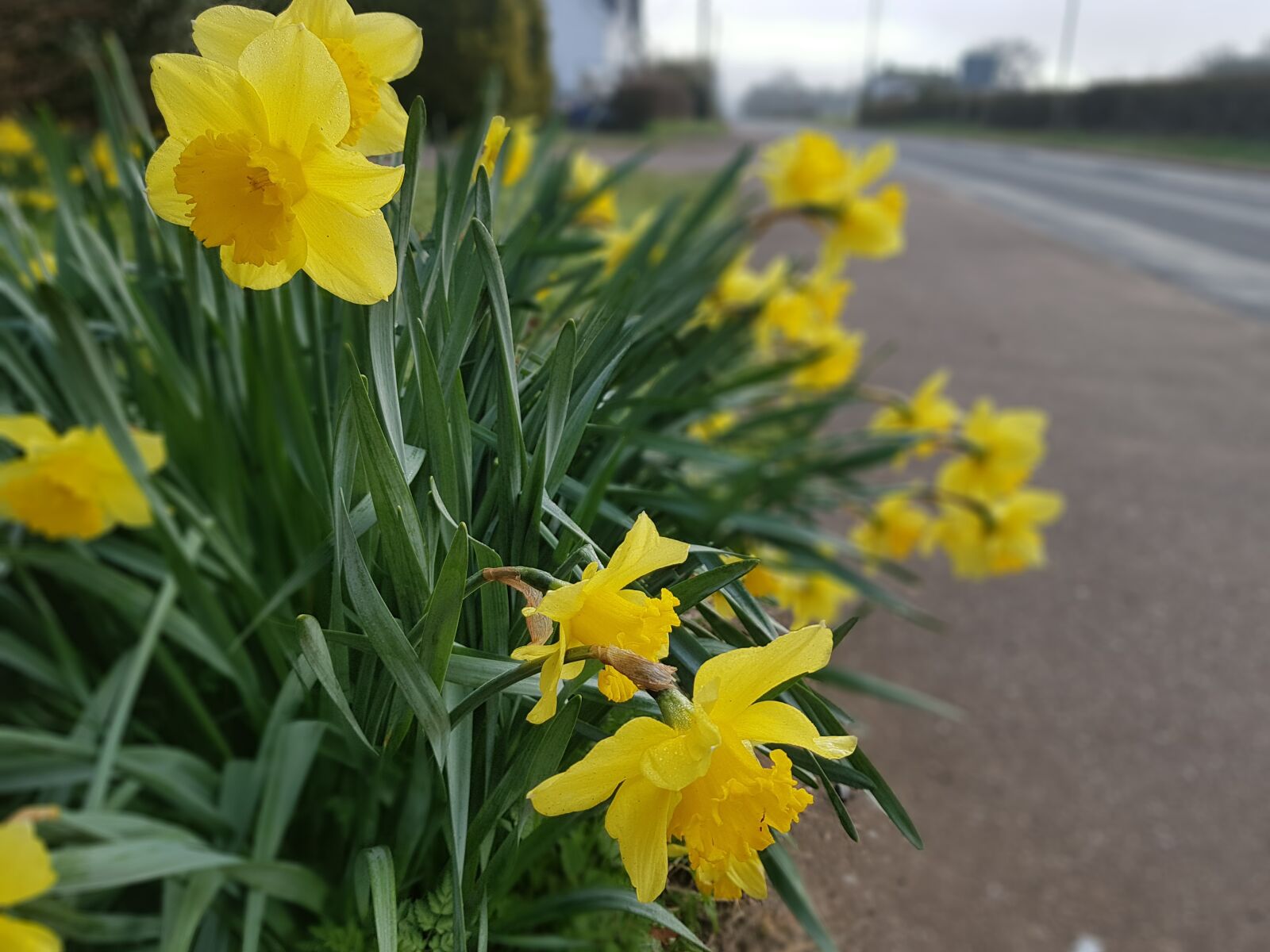 Samsung Galaxy S7 Edge sample photo. Flower, daffodil, nature photography