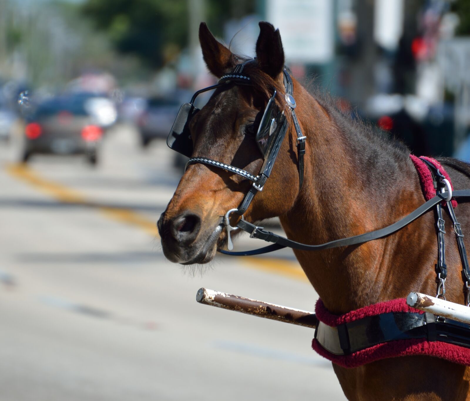 Nikon D7000 sample photo. Carriage horse, work horse photography