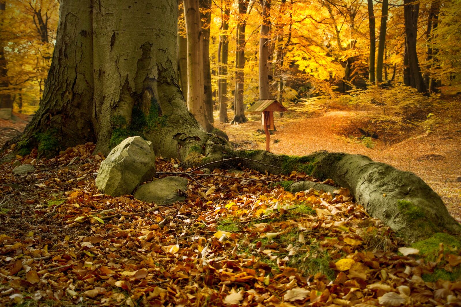Sony ILCA-77M2 sample photo. Beech forest, bu ina photography
