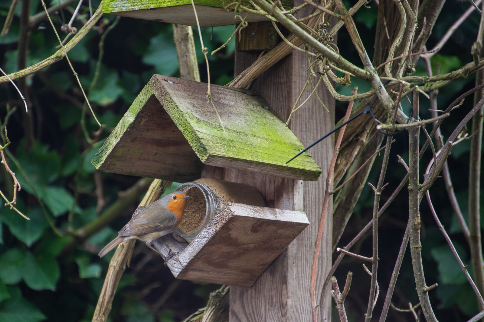 Canon EOS 6D Mark II sample photo. Robin, little bird, nature photography