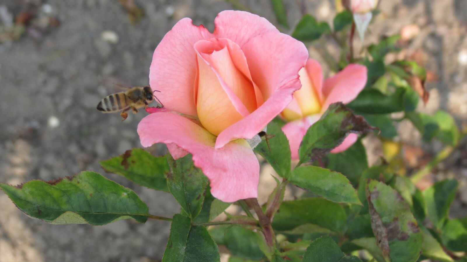 Canon PowerShot SX40 HS sample photo. Rosa, rose, bees photography