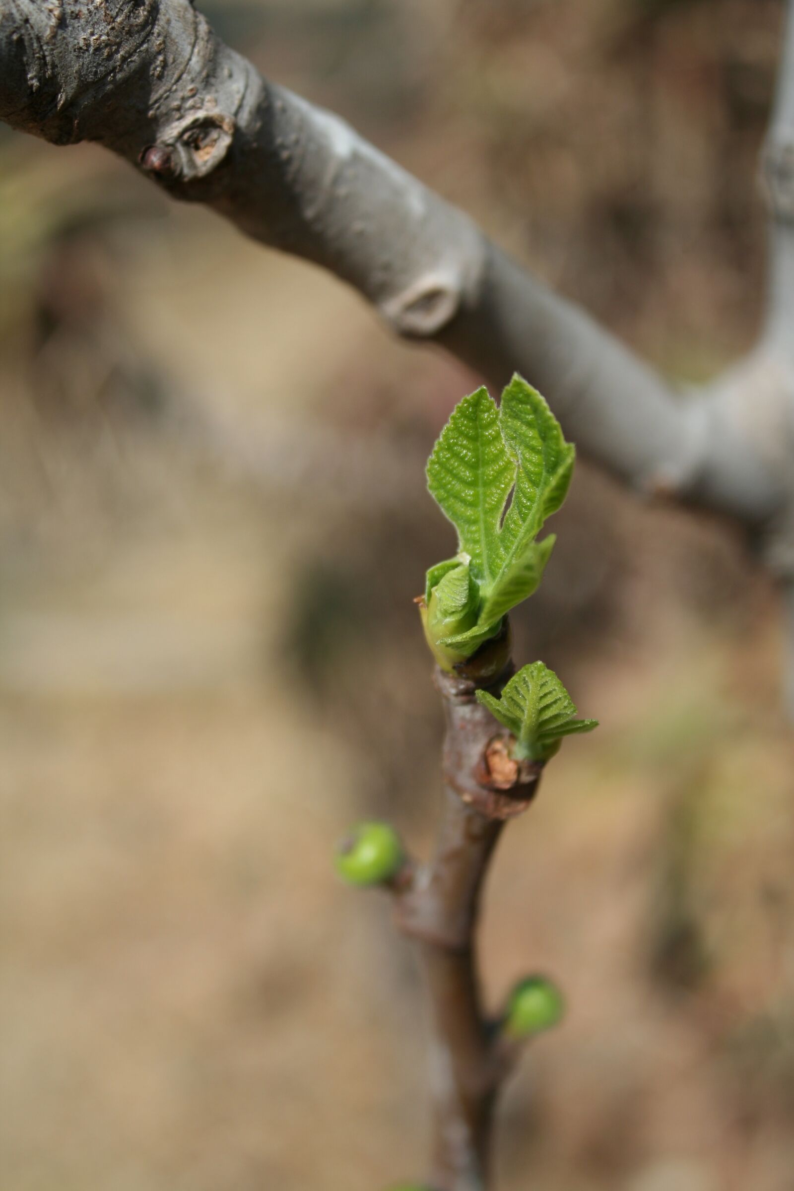 Canon EOS 350D (EOS Digital Rebel XT / EOS Kiss Digital N) sample photo. Fig tree, growing leaf photography