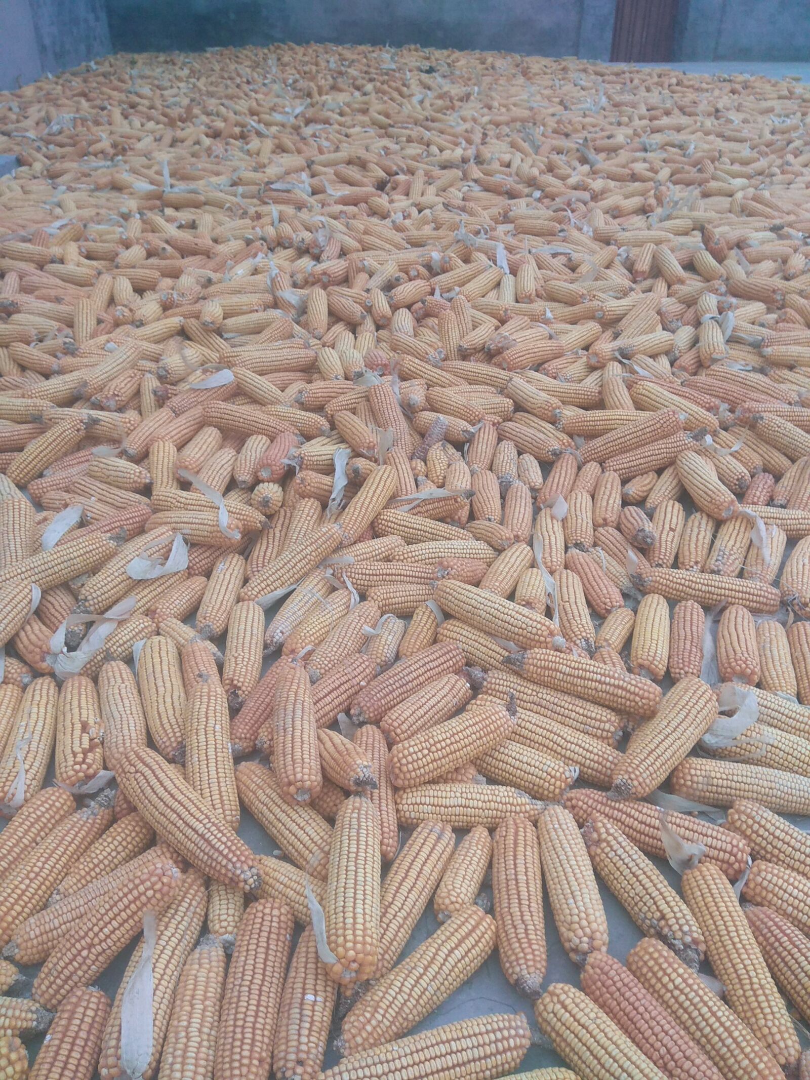 Xiaomi Redmi Note 4 sample photo. Corn, corn seeds, harvested photography