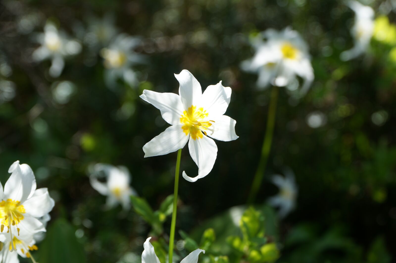 Sony Alpha NEX-6 + Sony E PZ 18-105mm F4 G OSS sample photo. Flower, wild, trillium photography