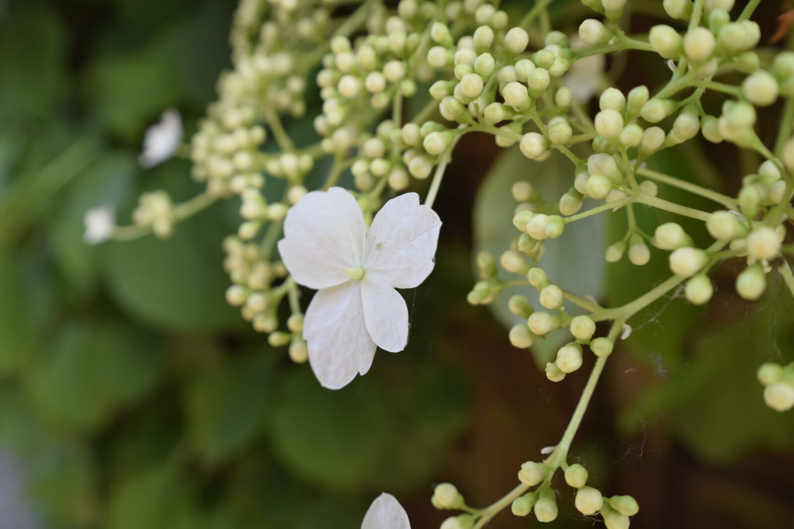 Nikon D3300 sample photo. Flower, nature, floral photography