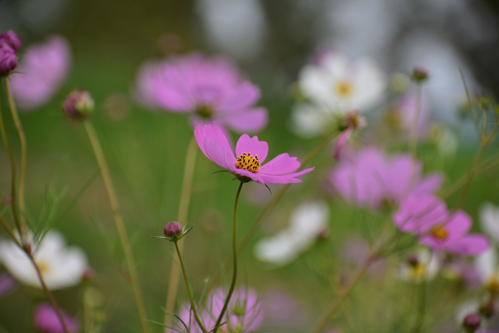 Nikon D7200 sample photo. Natural, landscape, plant photography
