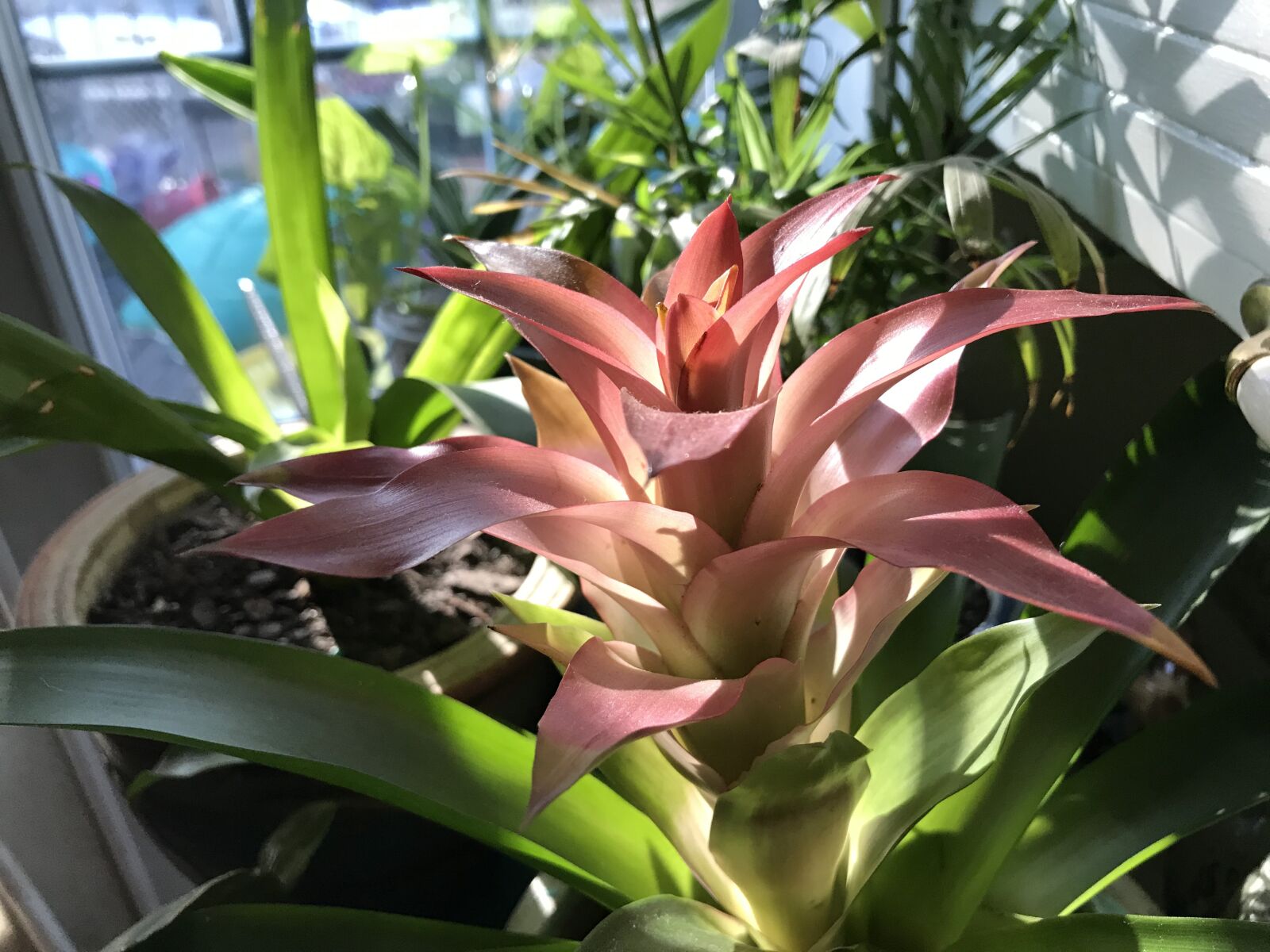 iPhone 7 Plus back dual camera 3.99mm f/1.8 sample photo. Bromeliad, flower, house plant photography