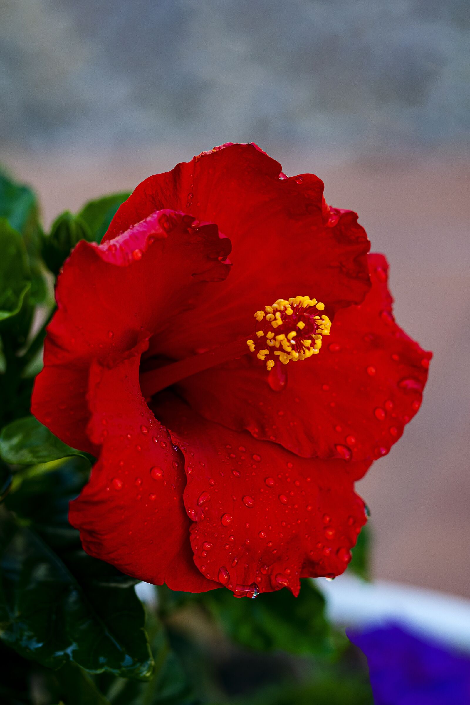 Olympus M.Zuiko Digital ED 60mm F2.8 Macro sample photo. Hibiscus, flower, red flower photography