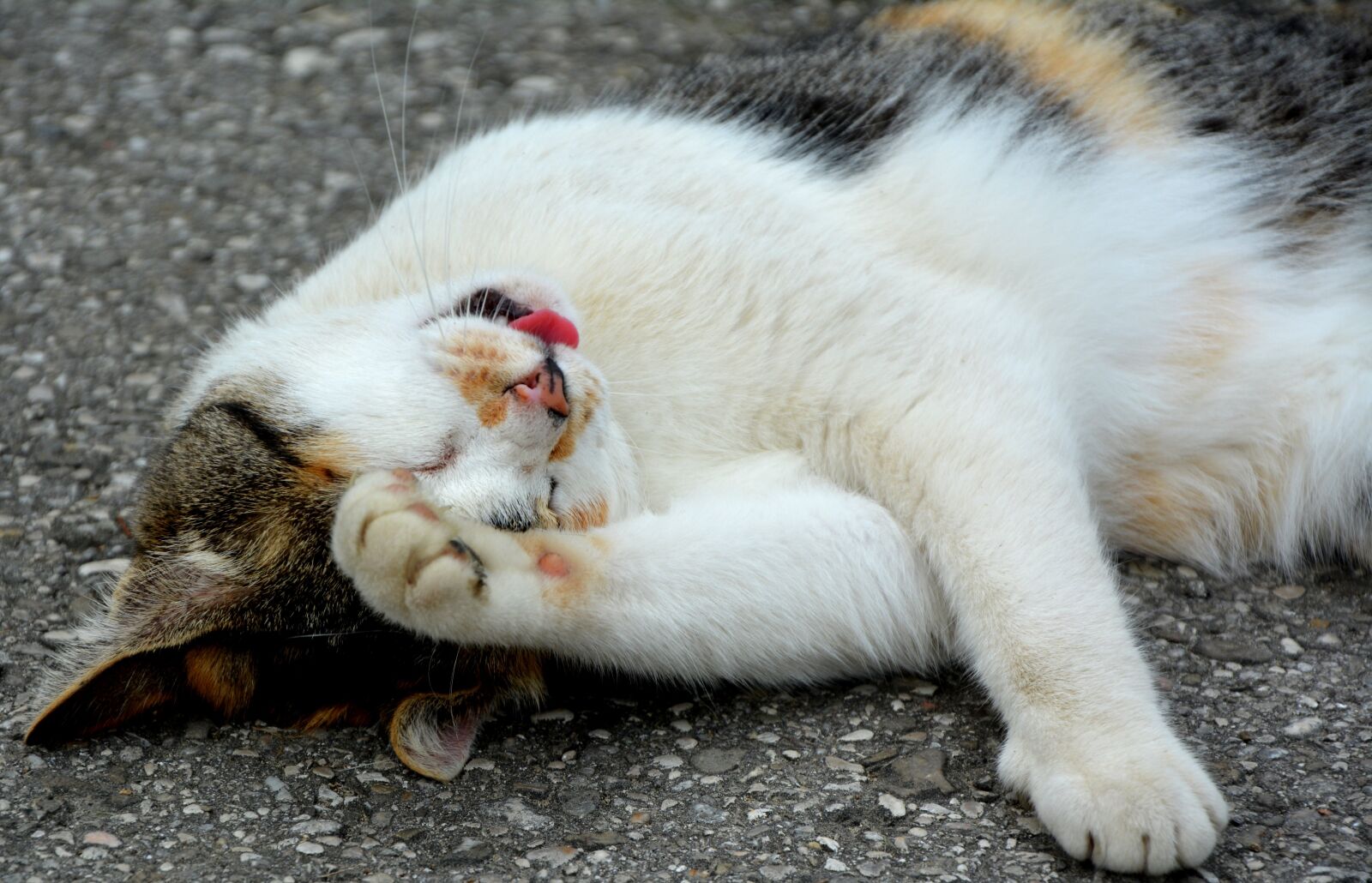 Nikon D5200 sample photo. Cat, tongue, domestic cat photography