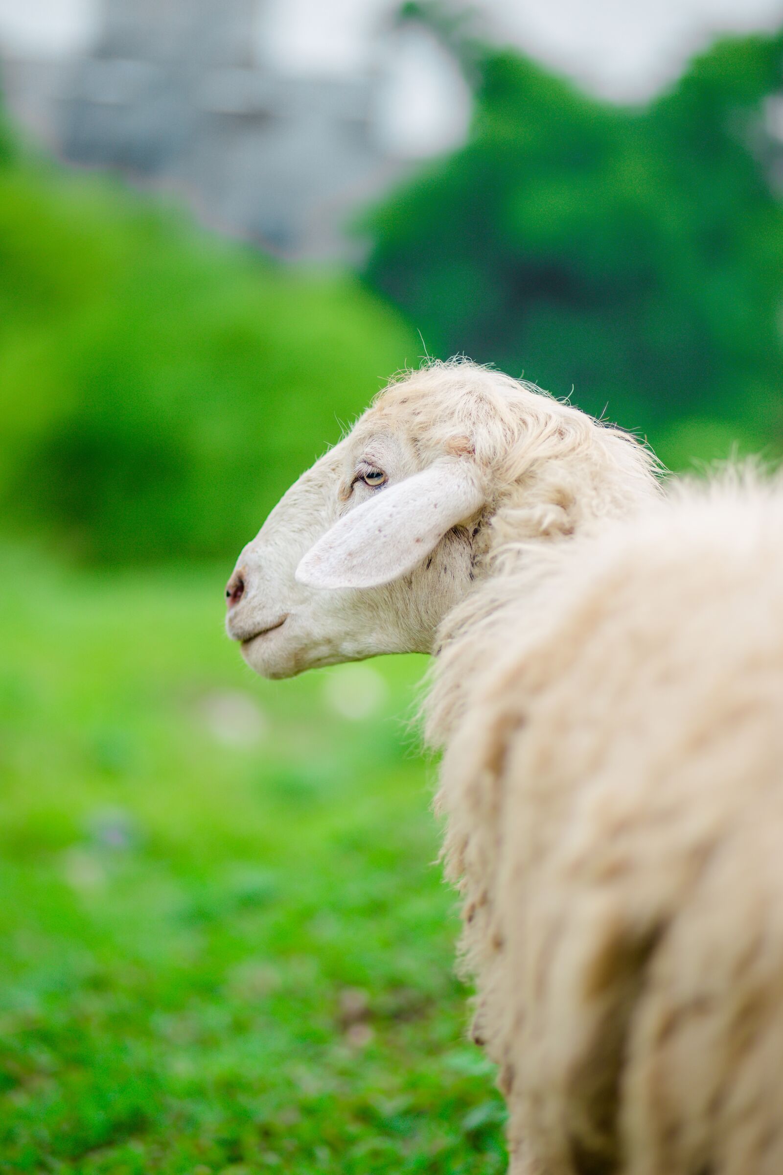 Canon EF 85mm F1.8 USM sample photo. Sheep, elephant, animal photography