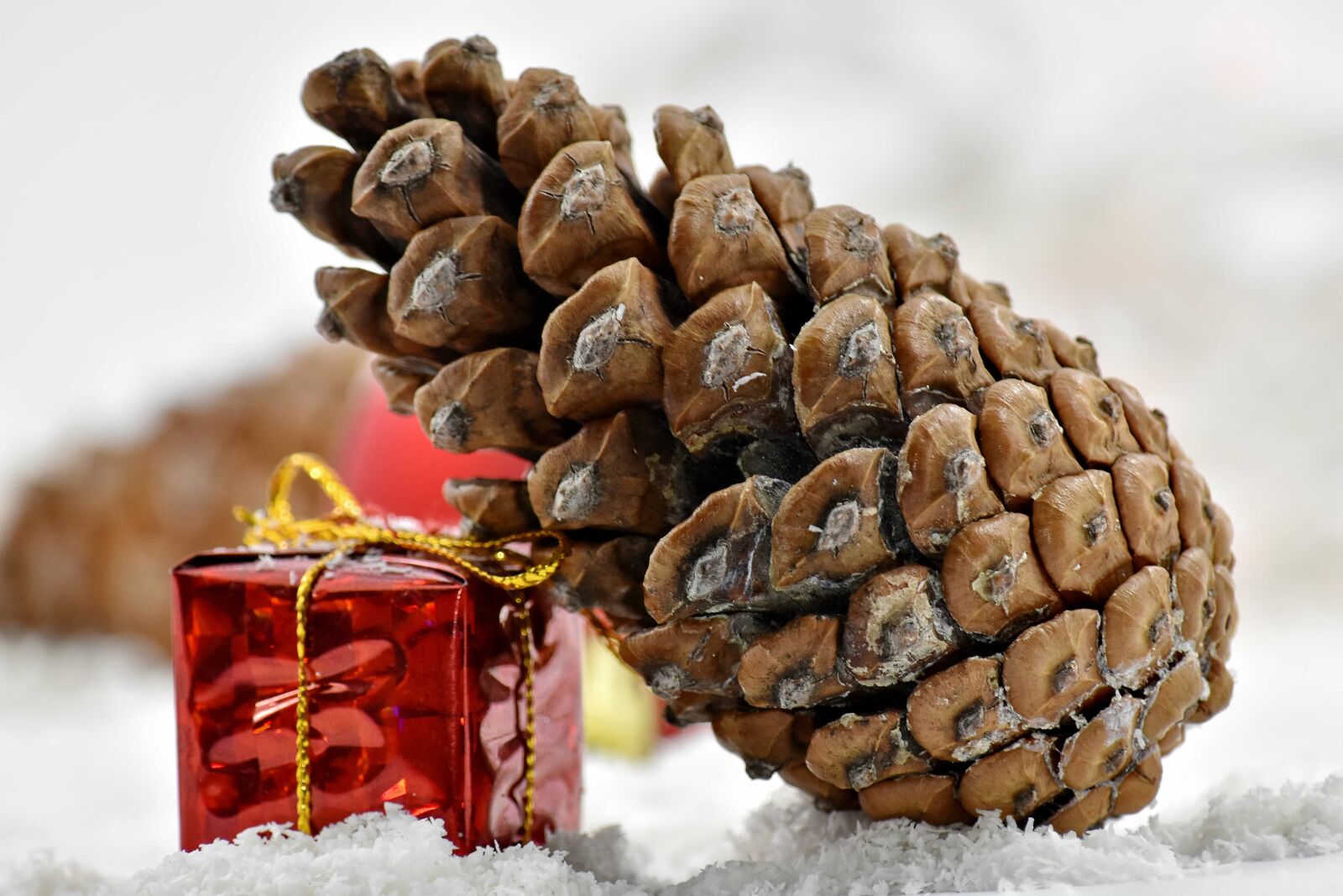 Nikon D5500 sample photo. Conifer, frost, gift, ice photography