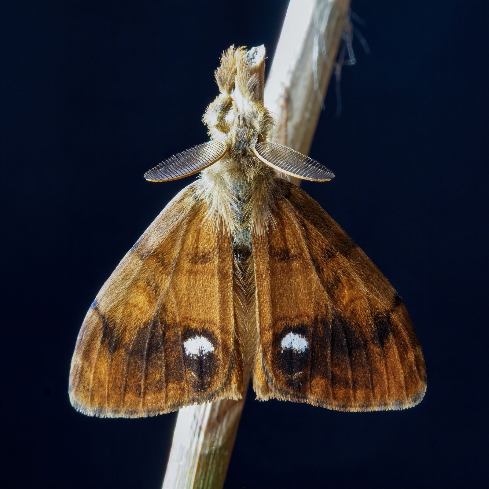 Canon EOS 350D (EOS Digital Rebel XT / EOS Kiss Digital N) sample photo. Moth, vapourer, wings photography