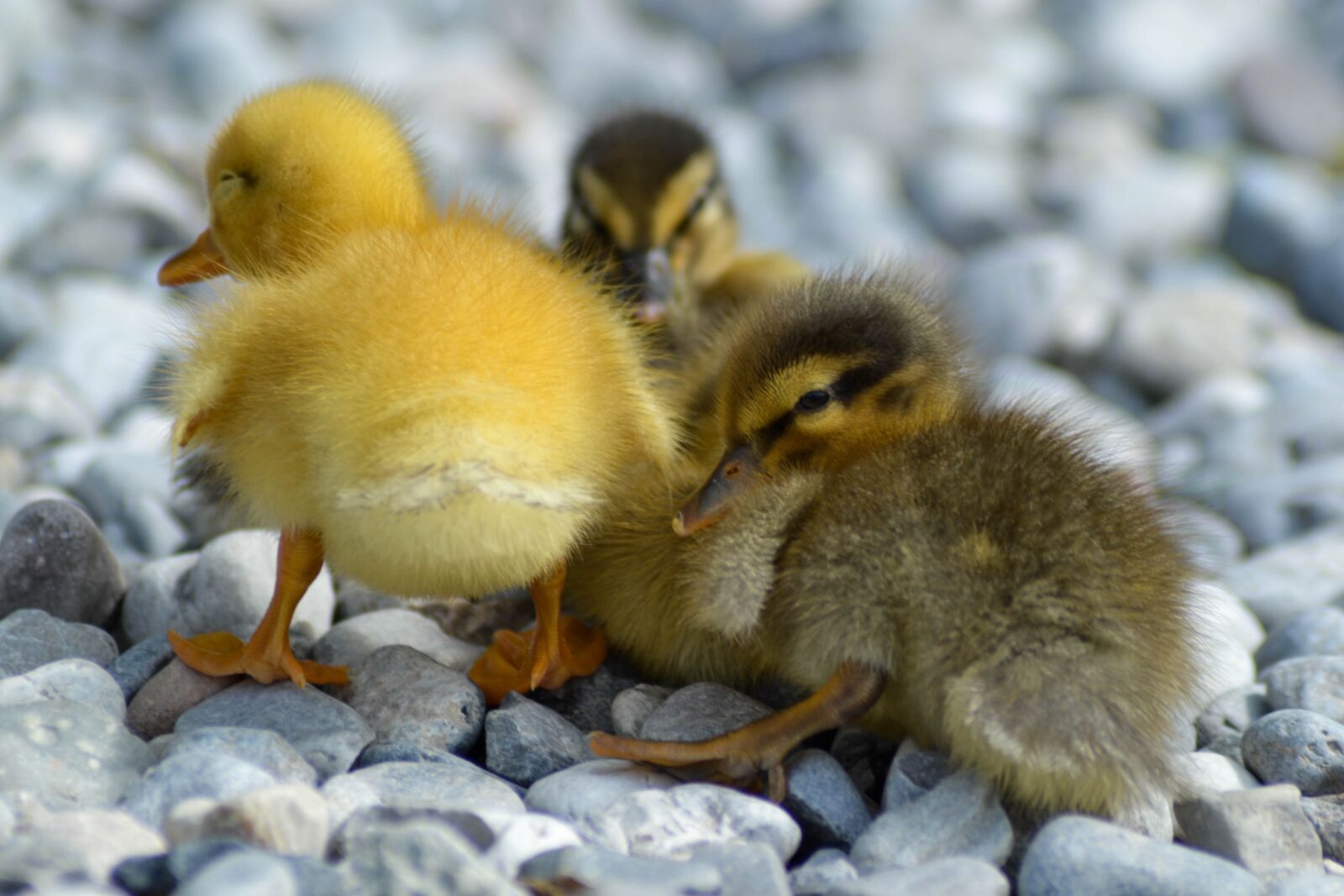 Nikon D3100 sample photo. Nature, animals, small photography