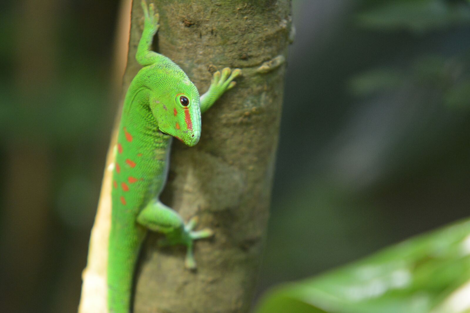 Nikon D7100 sample photo. Animal world, reptile, lizard photography