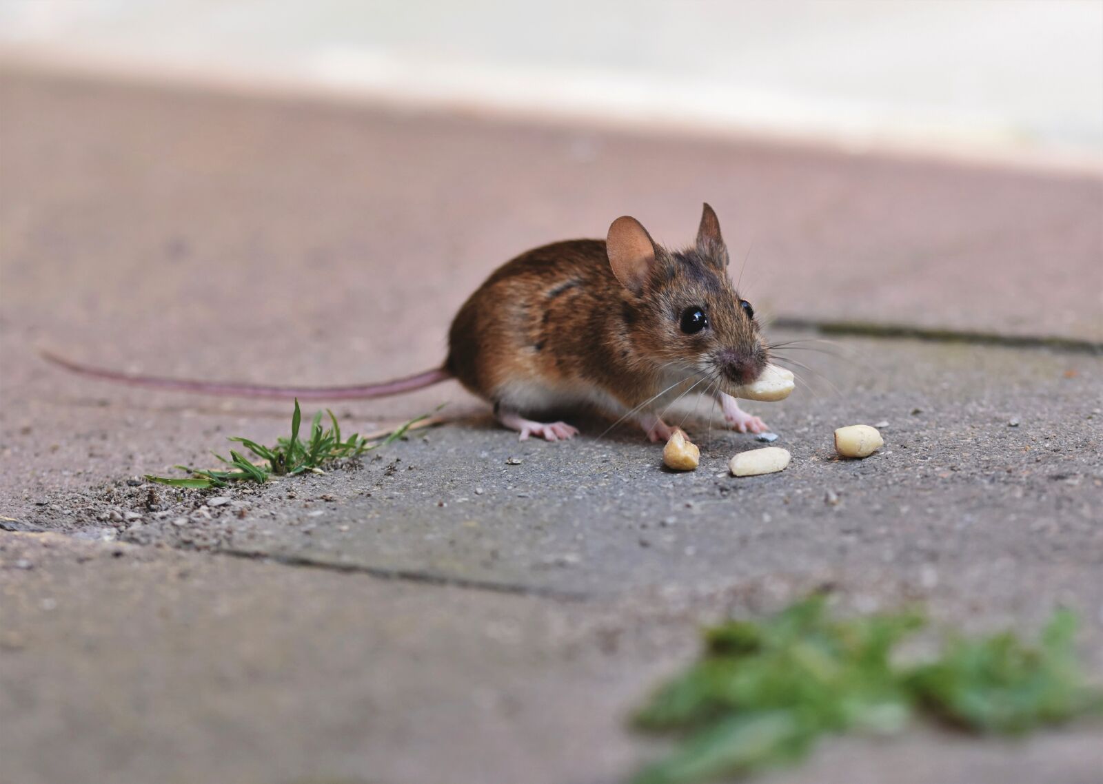 Nikon D7200 sample photo. House mouse, mouse, long photography