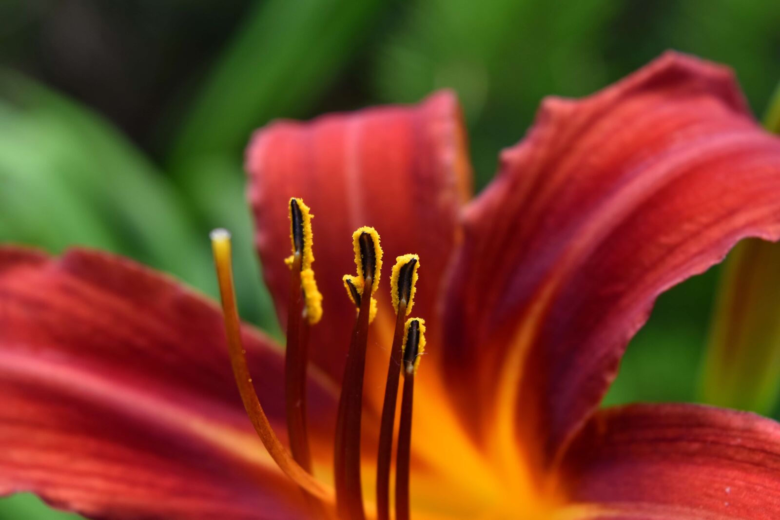 Nikon D5500 sample photo. Close-up, macro, photography, petal photography