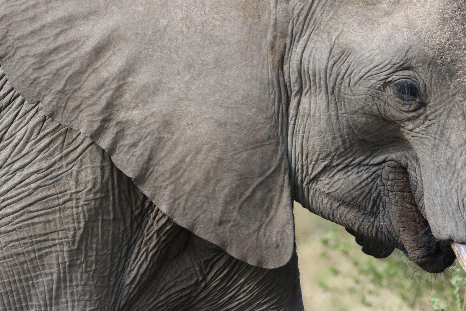 Canon EOS 7D Mark II sample photo. Africa, animal, big, ears photography