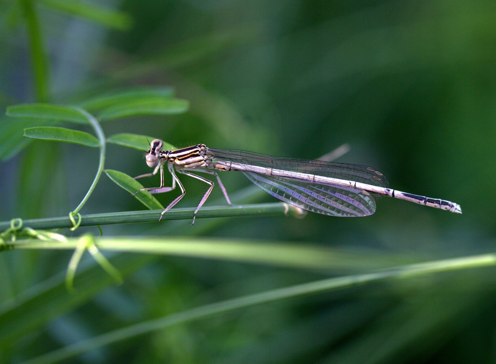 Canon EOS 700D (EOS Rebel T5i / EOS Kiss X7i) sample photo. Dragonfly, insecta, wings photography