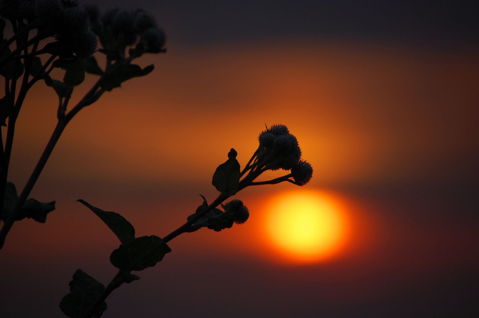 Nikon D40 sample photo. Silhouette, sunset, with backlight photography